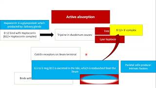 megaloblastic anemia B12 deficiency میگالوبلاستیک انیمی [upl. by Schiff]