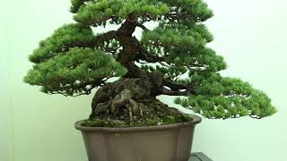 Best of the Japanese Bonsai exhibitions [upl. by Sidnac]