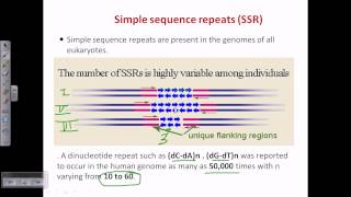 Simple sequence repeat SSR or microsattelite [upl. by Janela542]