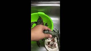 The Fastest Easiest Way to Peel and Devein Shrimp [upl. by Tuttle]