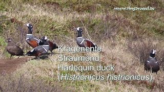 Kragenente Straumönd Harlequin duck Histrionicus histrionicus [upl. by Ikim614]