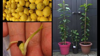 Faire pousser un citronnier à partir de graines de citron  Growing lemon tree from seeds [upl. by Ilysa]