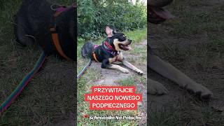 Ferdek czeka na dom 🐾 piesdoadopcji schroniskonapaluchu wybieramkundelka [upl. by Llewkcor]