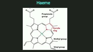 Structure of Haemoglobin [upl. by Annaillil]