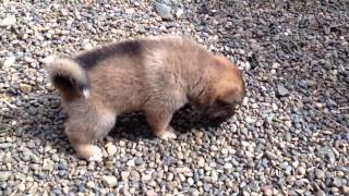 4 Week Old Shikoku Ken Puppies [upl. by Jerrie]