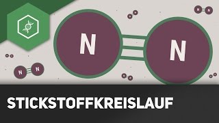 Stickstoffkreislauf einfach erklärt  Stoffkreisläufe 1 [upl. by Lek]