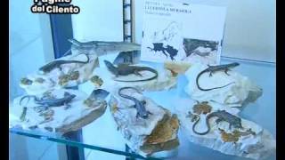 Corleto Monforte Intervista al Direttore del Museo Naturalistico [upl. by Robbert]