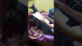 கண்ணில் அன்பை சொல்வளே 🤩💗 song tamil lovesong love doglover luckydog lovemusic luckypets [upl. by Blunt]