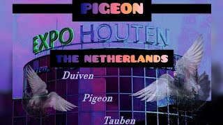 HOUTEN PIGEON EXPO THE NETHERLANDS MARCH 23 2024 [upl. by Downe29]