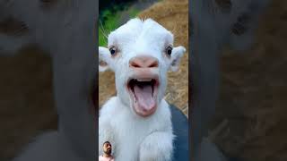 Kuzu Sesi babygoats funny goat animals cute goatgoat goatsworld littlegoat [upl. by Nedra]