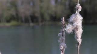 Waterside Fishery  Heron Lake  Carp Fishing [upl. by Radnaxela]