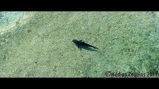 Observation dun requin bouledogue dans le lagon de Saint Leu  23032019 [upl. by Le787]