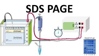 SDS PAGE  How does it works [upl. by Nomit]