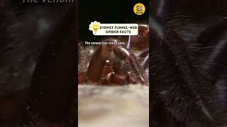 Sydney Funnelweb Spider Facts shorts sydneyfunnelweb spiderfacts amazingspiderfacts [upl. by Ylhsa926]