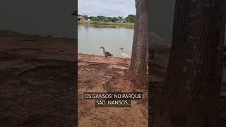 OS GANSOS NO PARQUE SÃO NANSOS [upl. by Berner666]