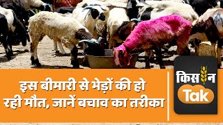 Sheep Rearing इस बीमारी से भेड़ों की हो रही मौतें जानें बचाने के तरीके  Kisan Tak [upl. by Stagg]