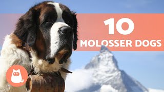 10 MOLOSSER DOG BREEDS 🔥  Fun Facts [upl. by Dorrahs40]