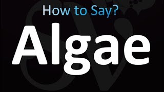 How to Pronounce Algae [upl. by Enyaz]