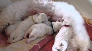 Bichon Frise Puppies [upl. by Cartan115]