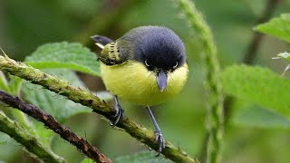 Common Todyflycatcher Todirostrum cinereum [upl. by Rebmaed]