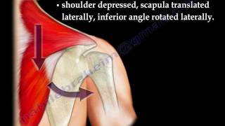 winged scapula Trapezius Winging  Everything You Need To Know  Dr Nabil Ebraheim [upl. by Ajan815]