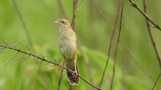 Bristled grassbird contact for Birding and photography [upl. by Annairoc47]