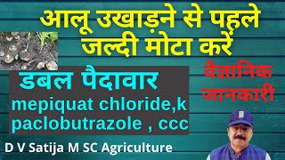 aalu ko jaldi mota kare  potato fast double production  mepiquat chloride  ccc paclobutrazole [upl. by Hairacaz507]