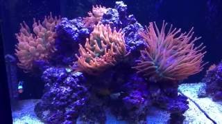 Red Sea Reefer 170 anemone tank [upl. by Llevel155]