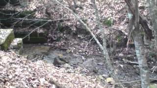 Greenbrier river trail  Watoga State Park [upl. by Aicen87]