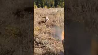 Mountain lion stalks elk hunter in Idaho Saved by Glock27 Warning Shorts viralvideo shorts [upl. by Marti]