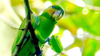 LongTailed Parakeet eating Starfruit [upl. by Epner]