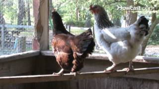 How to Raise EggLaying Chickens [upl. by Aititil]