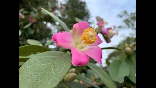 Norfolk Island Hibiscus  Lagunaria patersonia [upl. by Munford517]