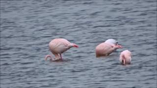 Flamingos flying  Flamingos vliegen Phoenicopteridae spec [upl. by Ybok]