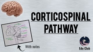 Corticospinal Tract  Pyramidal tract  Detailed Explanation with PG Questions [upl. by Swor]