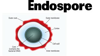 Endospore formation in bacteria animation [upl. by Seyer973]