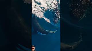 DolphinDroneDom Orcas can be chilling to watch orca dolphin commondolphins cetacean [upl. by Annahtur]