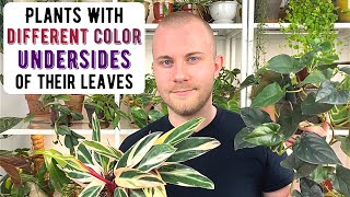 Houseplants With Different Colors On The Undersides Of Their Leaves [upl. by Anitneuq92]