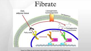 Fibrate [upl. by Yerocal328]