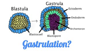 What is Gastrulation II How gastrulation occurs in Amphibians Mammals Birds Reptiles [upl. by Horn245]