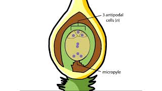 Double Fertilization Animation [upl. by Anitnemelc890]