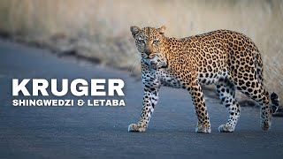 Kruger National Park  EPIC WILDLIFE At Shingwedzi amp Letaba [upl. by Cristoforo]