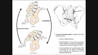 Sacroiliac Joint Nutation [upl. by Refinnaej488]