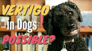 Vertigo in Dogs 5 New Remedies [upl. by Nauquf]