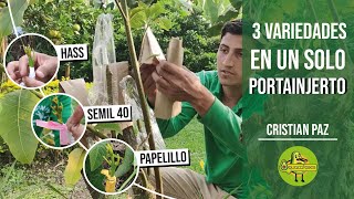 😨🌱 INJERTAMOS un árbol con 3 VARIEDADES diferentes de AGUACATE 🥑 2022 [upl. by Yedok]