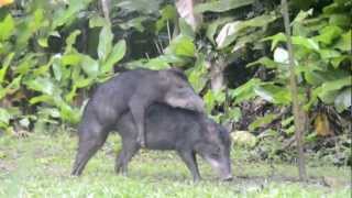 Pecari mating Madidi National Park Bolivia [upl. by Valli]