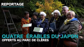 Quatre érables du Japon offert au Parc de Clères [upl. by Eidderf]