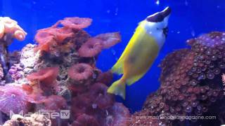 Siganus vulpinus  Foxface Rabbitfish [upl. by Erdman]