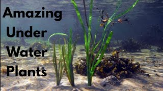 Amazing Under Water Plants  Aquatic Plants [upl. by Hyps]