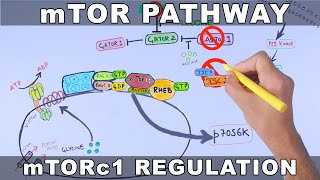 mTOR Pathway and its Regulation [upl. by Iran]